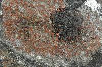 Caloplaca crenularia image