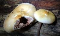 Pluteus leoninus image