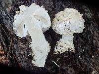 Amanita magniverrucata image