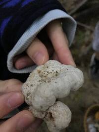 Entoloma abortivum image