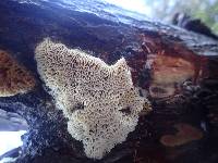 Flavidoporia mellita image