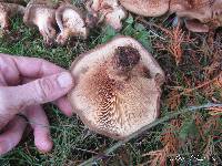 Paxillus involutus image