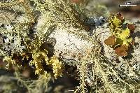 Vulpicida viridis image