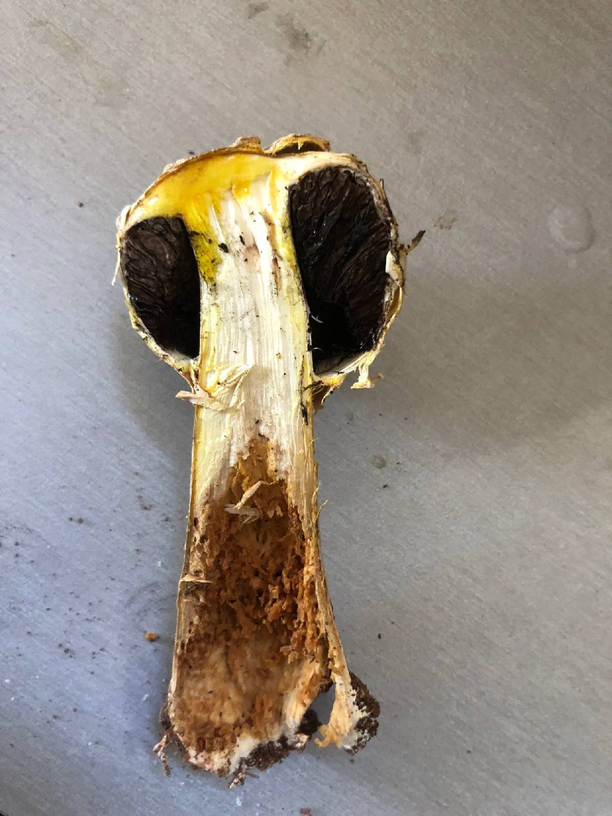 Agaricus evertens image