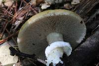 Stropharia hardii image