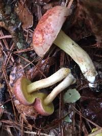 Xerocomus illudens image