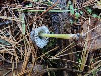 Mycena griseoviridis image