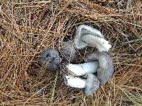Tricholoma terreum image