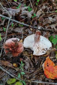 Hygrophorus russula image
