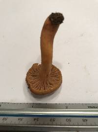 Chroogomphus ochraceus image