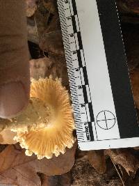 Amanita marginata image