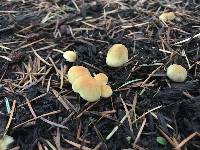 Hypholoma capnoides image