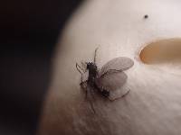 Hygrophorus eburneus image