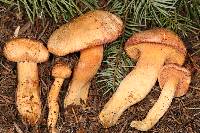 Chroogomphus tomentosus image