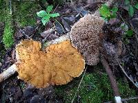 Onnia tomentosa image