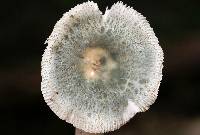 Russula parvovirescens image