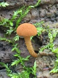 Flammulaster muricatus image