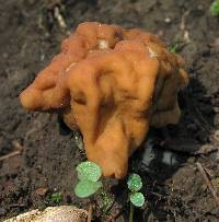Gyromitra korfii image