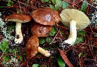 Suillus brevipes image