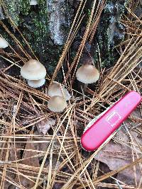 Mycena galericulata image