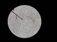 Hydnellum peckii image