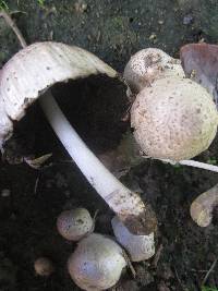 Coprinopsis romagnesiana image