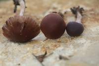 Psathyrella bipellis image