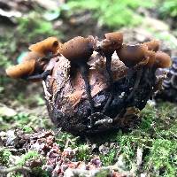 Ciboria batschiana image