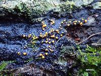 Sphaerosporium lignatile image