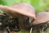 Lepista sordida image