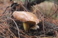 Suillus collinitus image