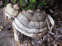 Fomitopsis ochracea image