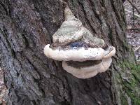 Fomitopsis ochracea image