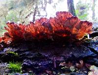 Thumbnail image of current specimen