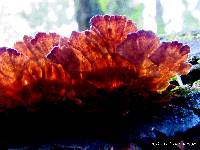 Thumbnail image of current specimen