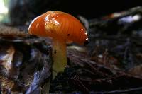 Hygrocybe glutinipes image