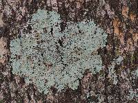 Pyxine caesiopruinosa image