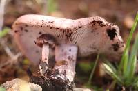 Lepista sordida image