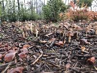 Parasola conopilea image