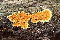 Hydnophlebia chrysorhiza image