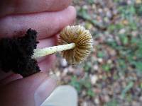 Bolbitius reticulatus image