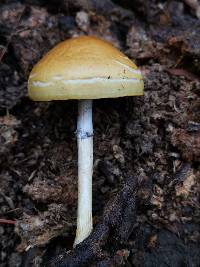 Protostropharia semiglobata image