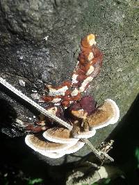 Earliella scabrosa image