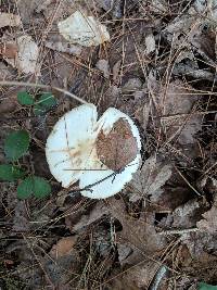 Amanita brunnescens image