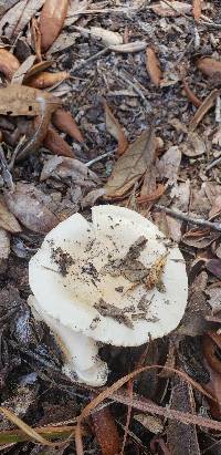 Hygrophorus sordidus image