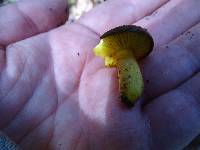 Phylloporus arenicola image