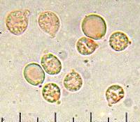 Cuphophyllus pratensis image