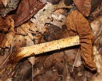 Cortinarius corrugatus image