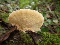 Rigidoporus lineatus image