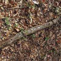 Biscogniauxia atropunctata image